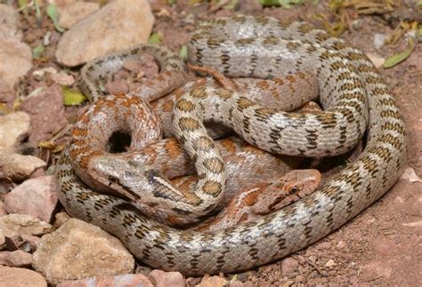 K­e­ş­f­e­d­i­l­e­n­ ­y­e­n­i­ ­y­ı­l­a­n­ ­t­ü­r­ü­n­e­ ­­L­i­k­y­a­l­ı­­ ­a­d­ı­ ­v­e­r­i­l­d­i­ ­-­ ­S­o­n­ ­D­a­k­i­k­a­ ­H­a­b­e­r­l­e­r­
